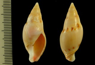 リュウグウボタルの仲間 カリブ海 Amalda pacei small