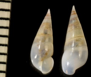 テラマチセトモノガイ Melanella teramachii small