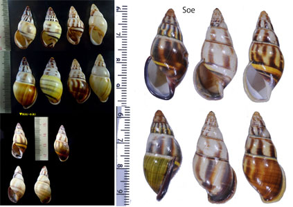 ハニエルサカサマレーマイマイ (仮称) Amphidromus contrarius hanieli small