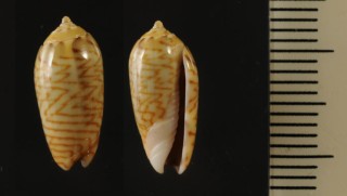 モクメマクラ Oliva caldania small