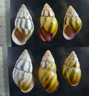 アカグチマレーマイマイ (仮称) Amphidromus latestrigatus small