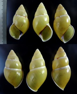 リスティマレーマイマイ (仮称) Amphidromus ristiae small