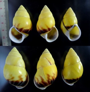 マイトラマレーマイマイ (仮称) Amphidromus perversus mitra small