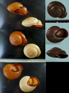 クチベニカスリコママイマイ Pyrochilus pyrostoma small