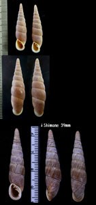オオナミギセル Stereophaedusa japonica hilgendorfi small