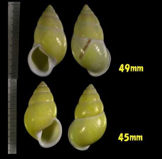 レモンマレーマイマイ (仮称) Amphidromus lemongensis small