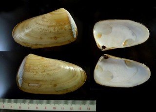 ナンベイチドリマスオ Mesodesma donacium small