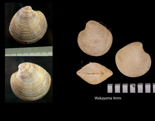 オイノカガミ 老の鏡 Bonartemis histrio histrio small