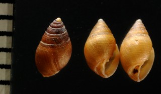 ジュジュコミミガイ Laemodonta minuta small