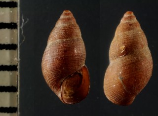 ワカウラツボ Iravadia sakaguchii small