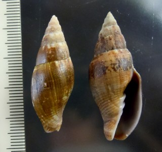 チュウカフデ 中華筆 Mitra chinensis small