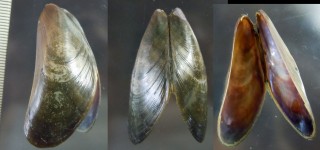 ムラサキイガイの仲間01 Mytella strigata small