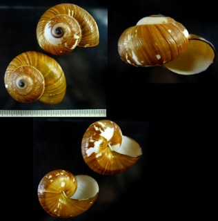 ネプチューンオオマイマイの仲間01 Hemiplecta wichmanni fuscominuta small