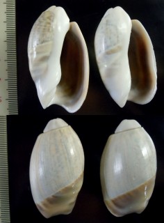 ククリマクラの仲間 Olivancillaria vesica vesica small