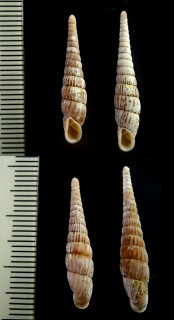 イイジマギセル 飯島煙管 Mesophaedusa ijimae small