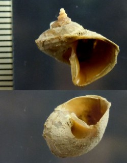 サワラビ Separatista helicoides small