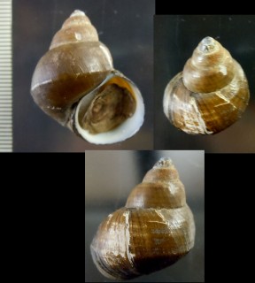 タイのタニシの仲間 Filopaludina javanica continentalis small