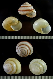 シラユキヤマタカマイマイ Luchuhadra largillierti small