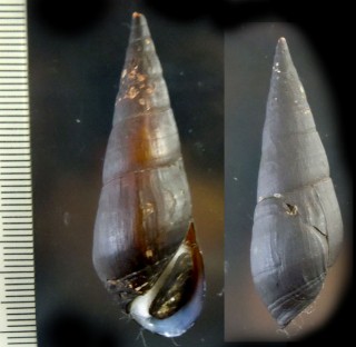ヨシカワニナ 葭川蜷 Stenomelania plicaria small
