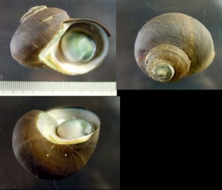 エナメルスガイ Turbo smaragdus small