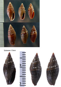 フチヌイフデ 縁縫筆 Nebularia coronata small