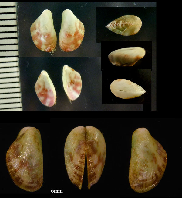 アラヒメイガイ Septifer rudis small