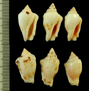 ウズラムカシタモト (仮称) Strombus ochroglottis small