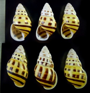 アロールマレーマイマイ (仮称) Amphidromus inconstans small
