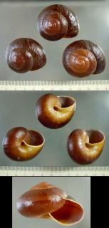 アッバスオオマイマイ (仮称) Hemiplecta abbasi small