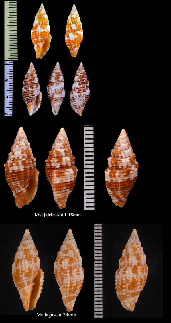 シロフカバスジオトメフデ Vexillum crocatum cumingii small