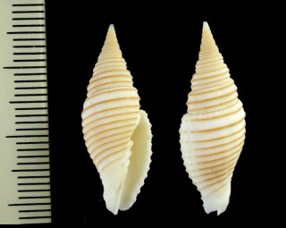 ホソイトマキフデ Domiporta praestantissima small