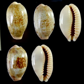 カバフダカラモドキ Erronea caurica blaesa small