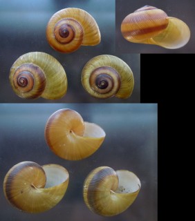 ウィッチマンネプチューンマイマイ Hemiplecta wichmanni small