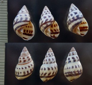 キセルガイモドキの仲間02 Rhachis zonulata small