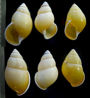 ジャヤサミタマレーマイマイ (仮称) Amphidromus djajasasmitai small