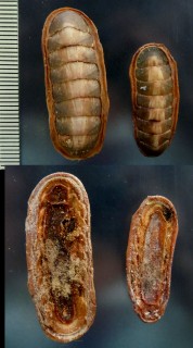 ダイダイウスヒザラ Ischnochiton torrei small