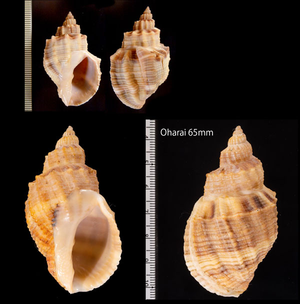 コロモガイ 衣貝 Cancellaria spengleriana small