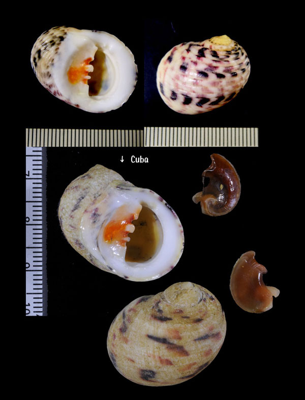 チダシアマオブネ Nerita peloronta small