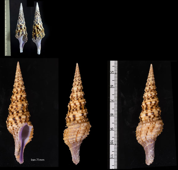 クチムラサキクダマキ Turris undosa small