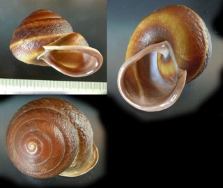 フトマルセンベイマイマイ Camaena mamilla crassiventris small