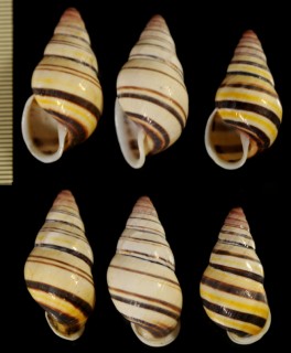 キサルヒダリマキツヤマレーマイマイ Amphidromus laevus kissensis small