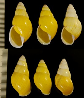 キイロアロールマレーマイマイ (仮称) Amphidromus inconstans gracilis small