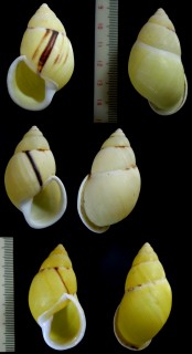 タンガマスマレーマイマイ (仮称) Amphidromus palaceus tanggamusensis small