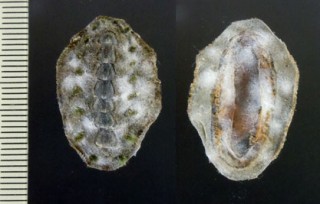 ケハダヒザラガイ Acanthochitona defilippii small