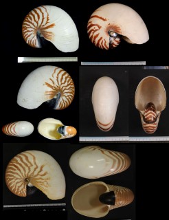 スールーオウムガイ Nautilus pompilius suluensis small