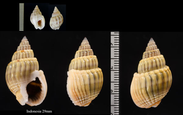 ヒメオリイレムシロ Nassarius nodifer small