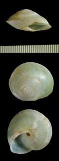インコウスギヌマイマイ Chloraea psittacina small