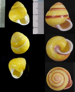 タマゴタニシマイマイ Helicostyla annulata small