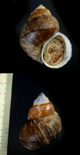 タイのタニシの仲間02 Viviparus quadratus disparis small
