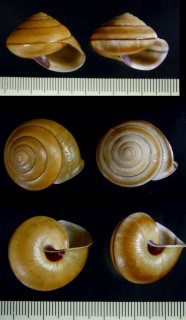 パイワンマイマイ Coniglobus nux paiwanis small